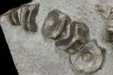 Ichthyosaur Vertebrae Column - Posidonia Shale, Germany #114214-8